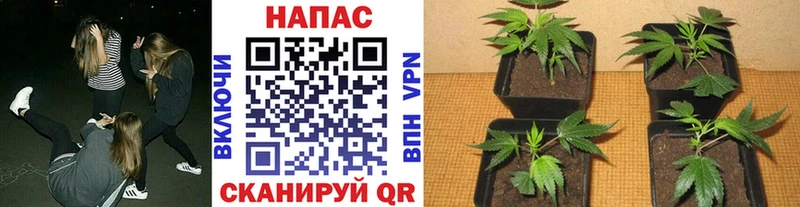 Как найти закладки Михайловка Галлюциногенные грибы Амфетамин Мефедрон A PVP